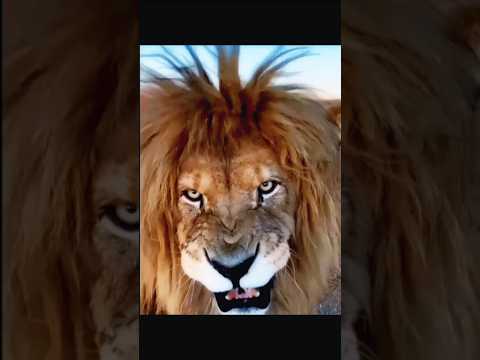 Animal Death Stare 💀🗿