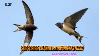 Download lagu 12 Jam non Stop !! Bunyi Panggil Burung Walet Gred Super Terbaik!!! Ilmu Pelet  Burung walet mp3
