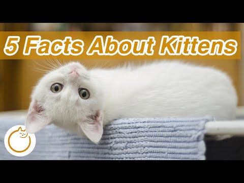 TOP 5 Facts About Kittens -  They're Born Without WHAT?! 🙀