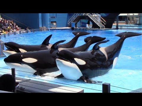 Orca Encounter (Full Show) - SeaWorld Orlando - June 7, 2022