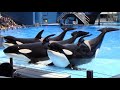 Orca Encounter (Full Show) - SeaWorld Orlando - June 7, 2022