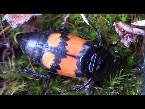 Burying beetle - Nicrophorus sp.