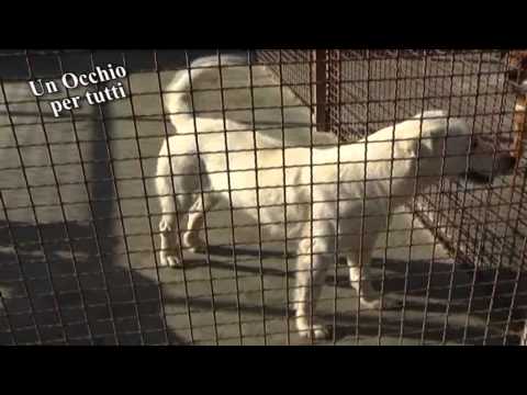 ONDA TG 25.06.2014 - PASSEGGIATA A 6 ZAMPE PER COMBATTERE L'ABBANDONO DEGLI ANIMALI