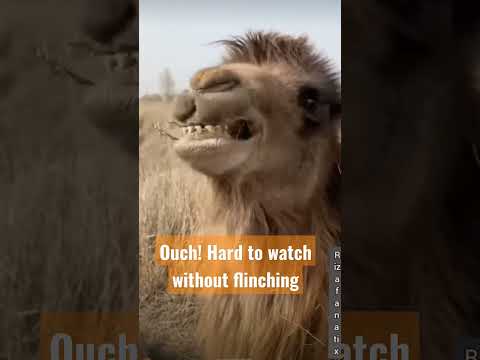 Camel have thick robust lips and flexible,Thorny plants are No worries for them