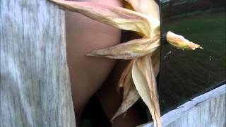 roland p. young - after all