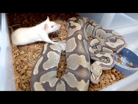 ヘビを寄せ付けない植物は何ですか?爬虫類を撃退し、怖がらせるための最も強力な6種を紹介します  庭園