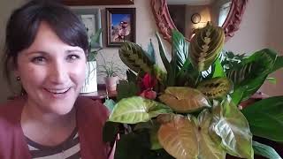 Houseplant Arrangement | February 2020