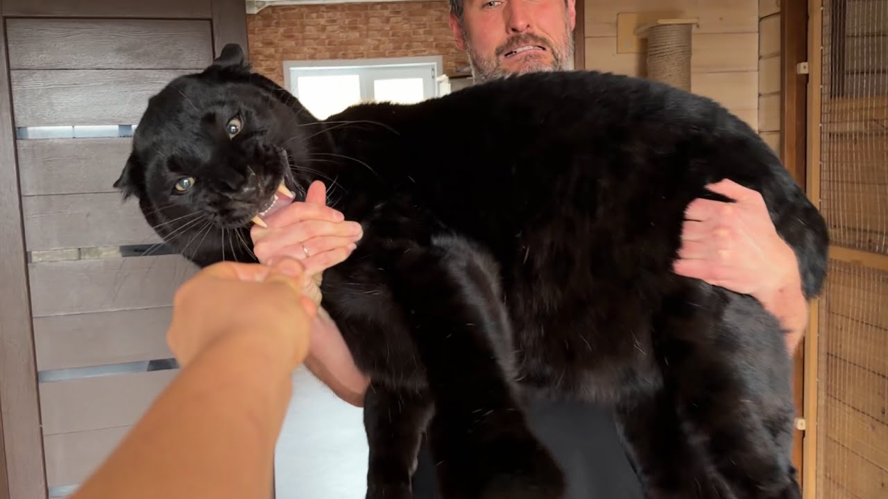 How much does Luna the panther weigh? 👀 We weighed her and were surprised/new scales (ENG SUB)
