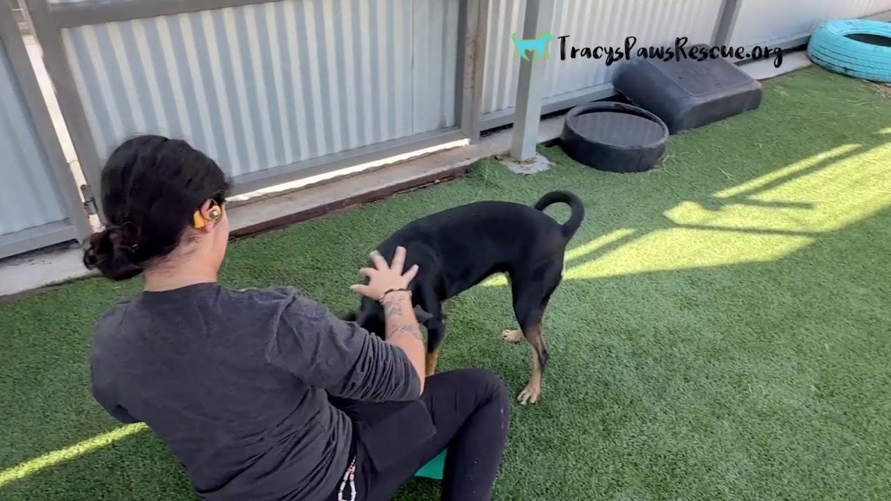 Enlarge Glory, a Adoptable mixed breed in San Antonio, TX video 6/6