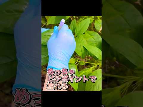 砂利の中の雑草？それらを削除し、再発を防ぐ方法は次のとおりです。  庭園