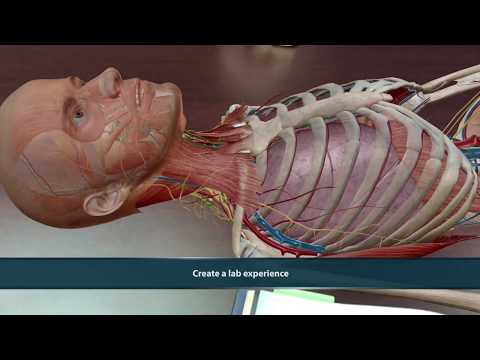 Visible Body | Human Anatomy Atlas 2021
