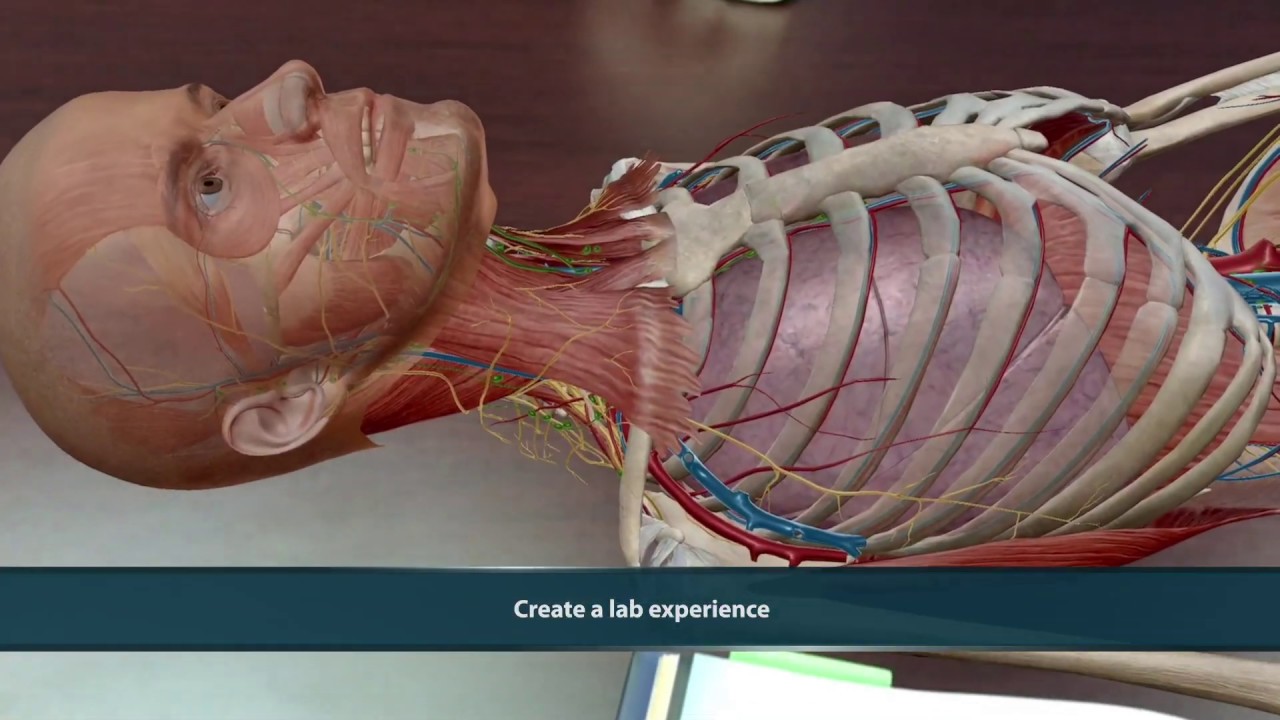 Visible Body Human Anatomy Atlas 7.4.01 Visible Body Human Anatomy Atlas 7.4.01