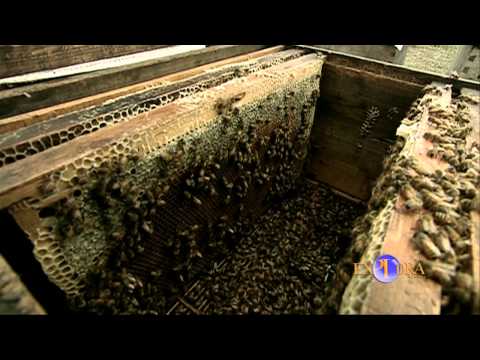 The Nomads of Flowers