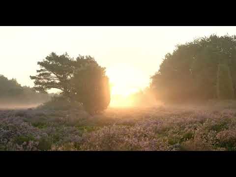 Andrew Bayer, Alison May & Grandfather Machine - I Would