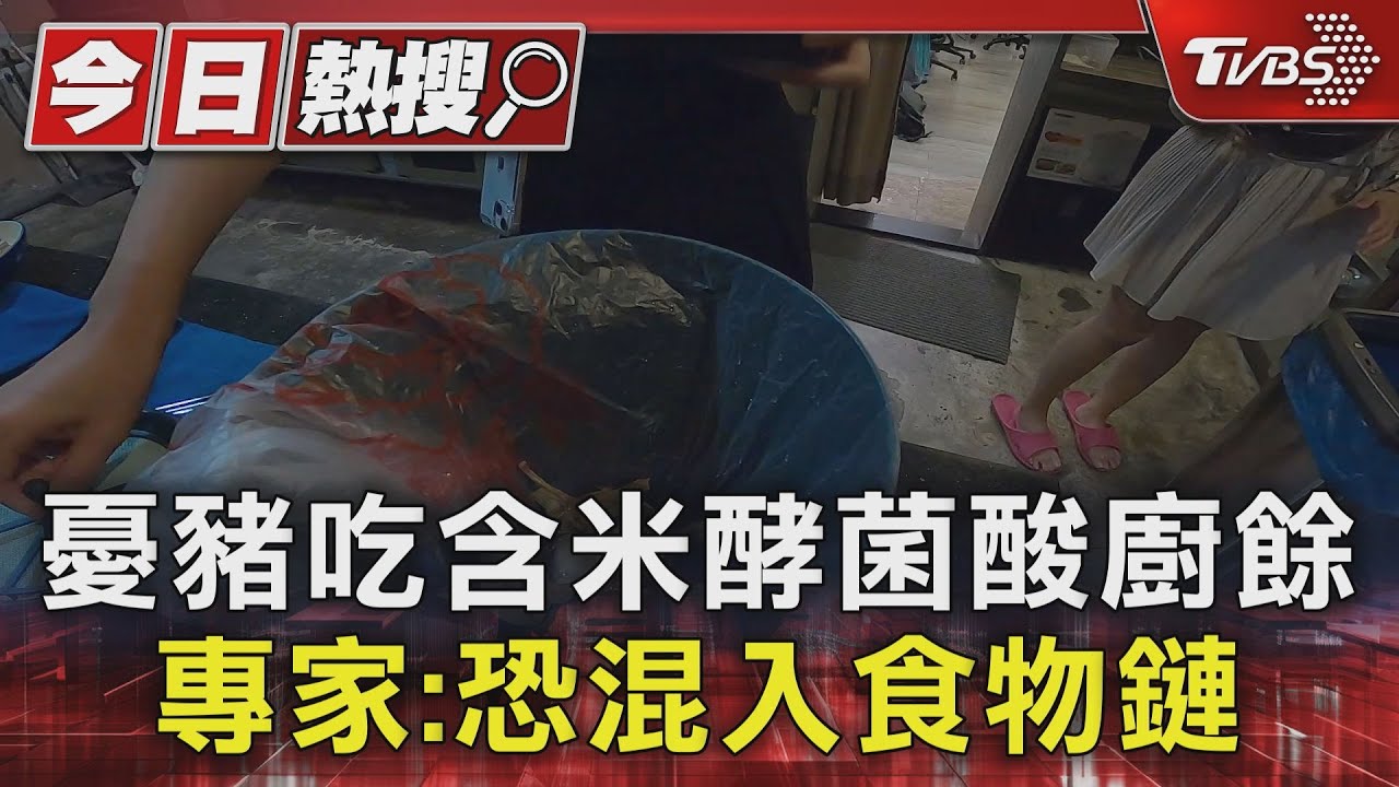 憂豬吃含米酵菌酸廚餘 專家:恐混入食物鏈