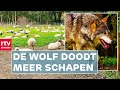 Veel meer dode schapen door wolvenaanvallen & beste patissier komt uit Hoogeveen | Drenthe Nu