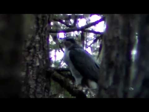 Northern Goshawk