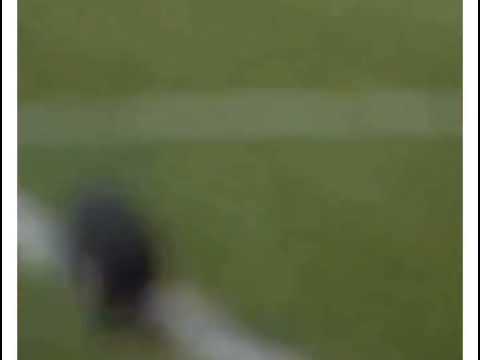 самые красивые кошки смешные