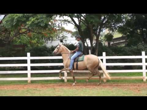 06   Audácia e Asabranca de Três Corações   embrião