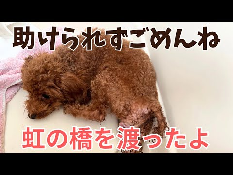 メス犬の出産に伴う9つの症状