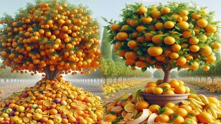 The best and easiest method for growing and multiplying orange trees with dragon fruit stimulants.