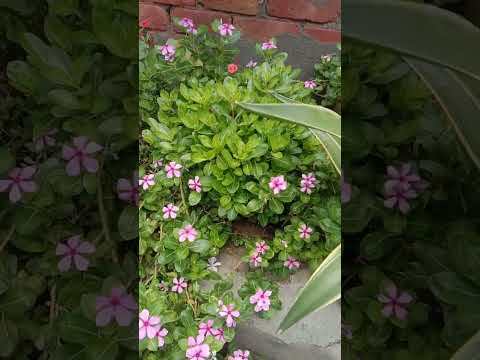 morning flowers 9 o'clock