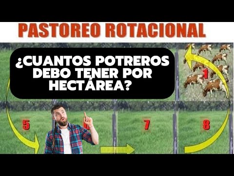 , title : '¿CUANTAS VACAS SE PUEDEN TENER POR HECTÁREA? (POTREROS) I Rancho el Esfuerzo'