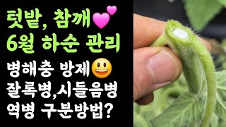 참깨???? 6월 하순 관리???? 병해충방제(사용농약)???? 잘록병, 시들음병, 역병 구분방법?