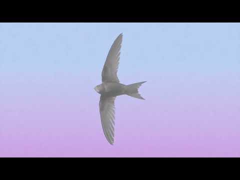 Tornseglare leker tafatt ~