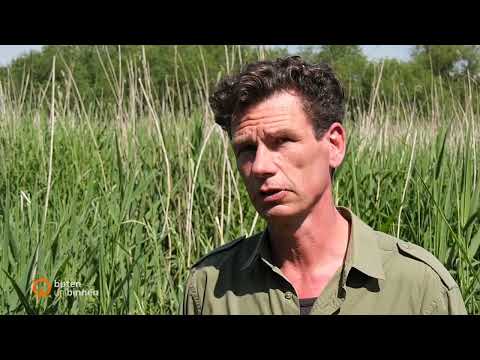 Nutria und Waschbären: Gefahr für die Natur