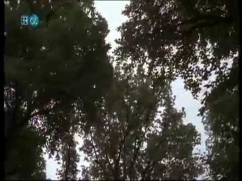 Die Fugger (4/4): Im Namen der Lilie