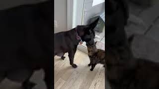 Video preview image #1 Mutt Puppy For Sale in Minneapolis, MN, USA