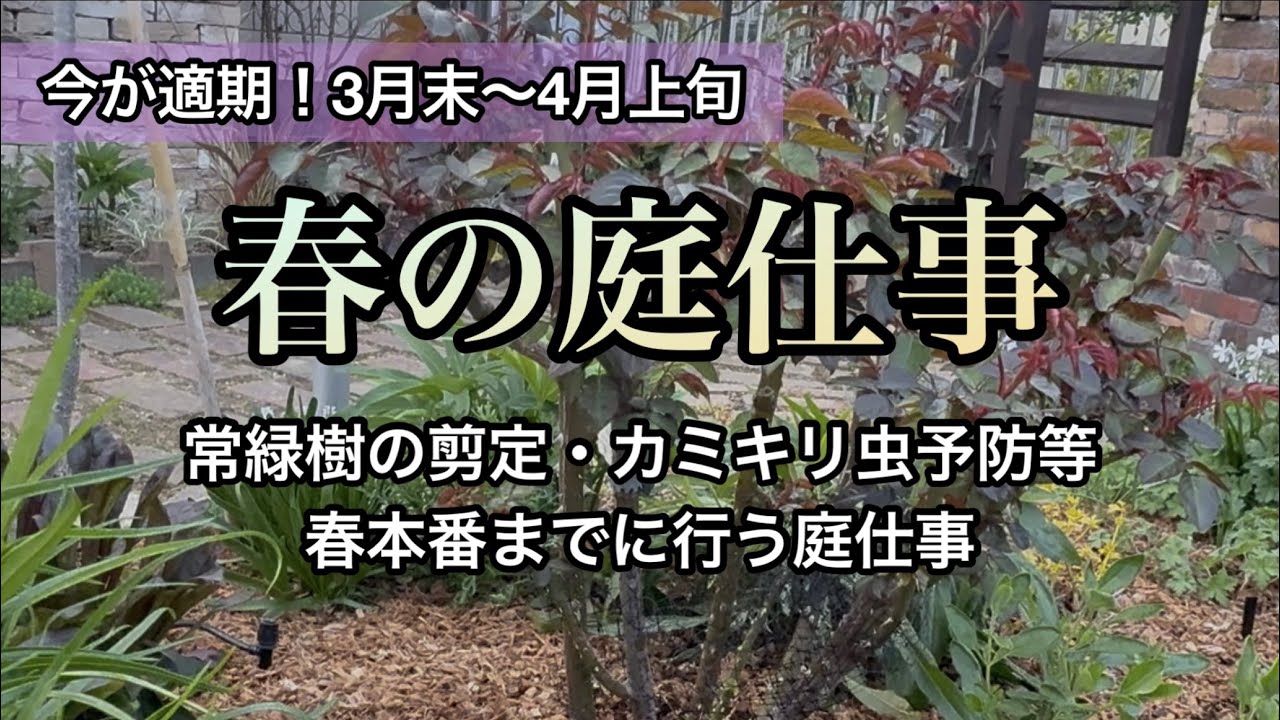 【春の庭仕事】常緑樹の剪定・カミキリ虫予防・バラの芽かき等・4月上旬までに行う庭仕事