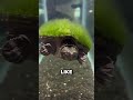 How Turtles Grow Hair 🤯