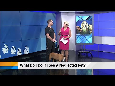 What to do if you see a neglected pet?