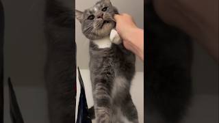 #cat #cute #catvideo #cutecat #funnyvideo #studywithmeandmycat #funny