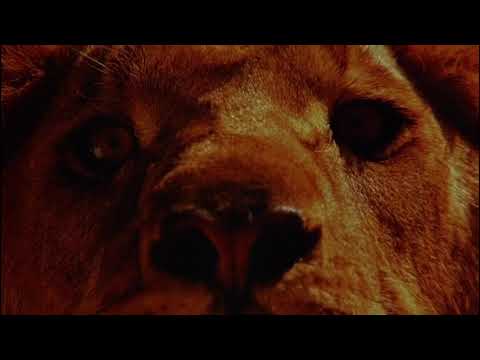 Whistle - Laidback Luke & Tribbs Feat. Bertie Scott