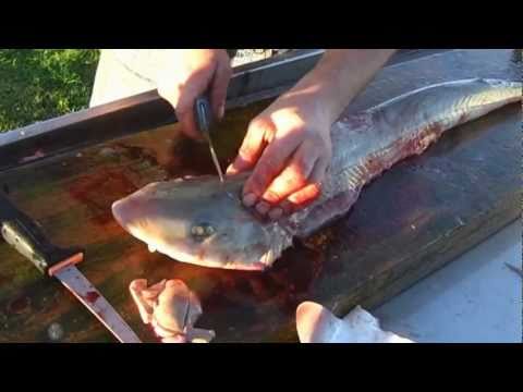 download lagu mp3 mp4 Cooking Gummy Shark, download lagu Cooking Gummy Shark gratis, unduh video klip Cooking Gummy Shark