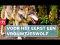 Wolvenvrouwtje woont in Drenthe & carbid schieten met regels | Drenthe Nu 15 december 2021