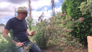 preview picture of video 'Pruning Salvia dolomitica//The best Perennials'