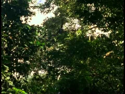 Odc 3 Goryl   największa z małp 2