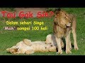 Kamu Kalah Telak Dalam Sehari Singa Bisa Main Sampai 100 Kali Loh