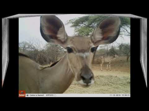 Hippos and Others Feeding Nov 2019