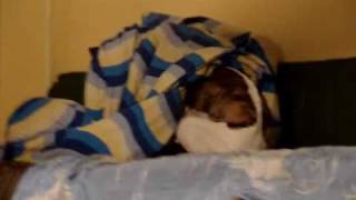 preview picture of video 'Funny Dog Going To Bed. Собака ложится спать. Прикол!!!'