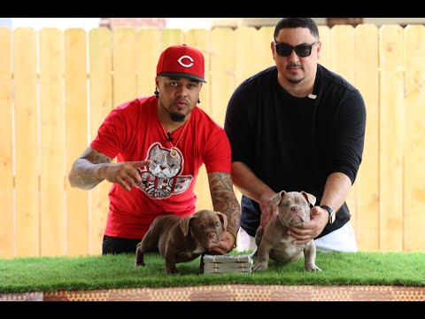 Chad Jones of MT Kennels sells 2 Toro Loco Daughters to IGBB Exotics