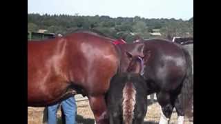 preview picture of video 'COMICE AGRICOLE DU CANTON DE PLOUARET 2012'