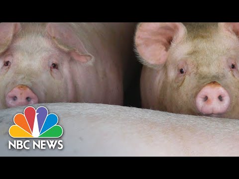 What Happens When A Pig Can't Go To The Market? Hog...