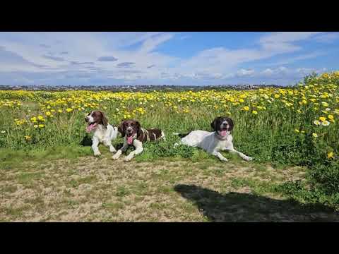 DrentFlix Episode 1 - Introducing the Drentsche Patrijshond (Drent, Dutch Partridge Dog)
