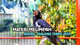 Download lagu ANIS KEMBANG MANAPUN PASTI LANGSUNG NYAUT DENGAR PANCINGAN ANIS PUNGLOR INI, MASTERAN ANIS KEMBANG mp3