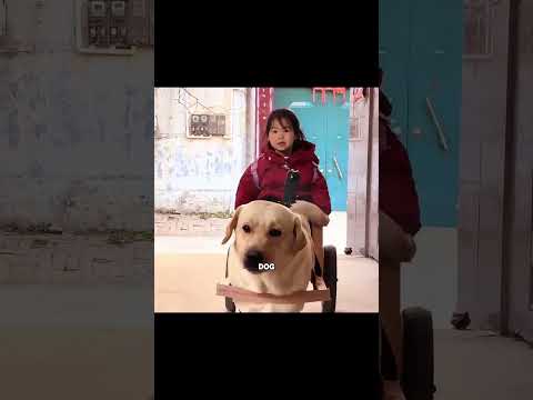 Bu köpek sadece vermeyi biliyor ve asla karşılığında hiçbir şey istemiyor.